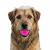 Pink & Blue Glitter Ball 2-Pack Dog Toy | Soft PUP-X Rubber Floating Fetch Ball with Treat Dispenser | USA Made (Copy)
