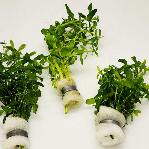 Bunch Moneywort