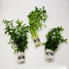 Bunch Moneywort
