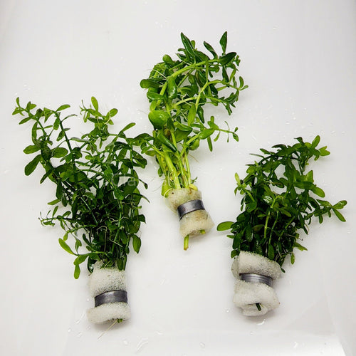 Bunch Moneywort