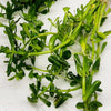 Bunch Moneywort
