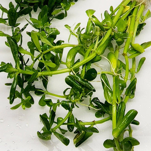 Bunch Moneywort
