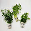 Bunch Moneywort