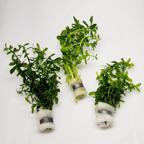 Bunch Moneywort