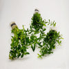 Bunch Moneywort