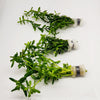 Bunch Moneywort