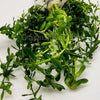 Bunch Moneywort
