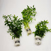 Bunch Moneywort