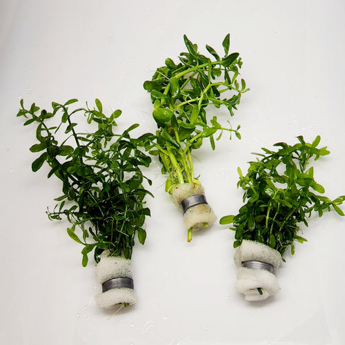 Bunch Moneywort