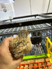 Jumbo Italian Quail Hatching Eggs