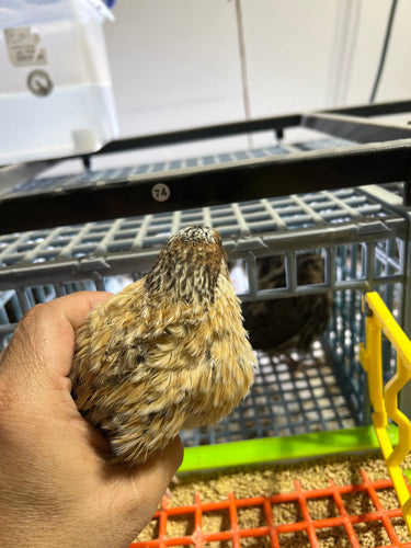 Jumbo Italian Quail Hatching Eggs