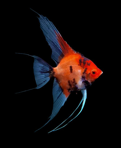 Live Fancy Fish – Red Devil (SUPER RED) Angel Fish VIP Grade, Rare Line ...