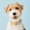 Blooming Plaid Spring Easter Dog Collar