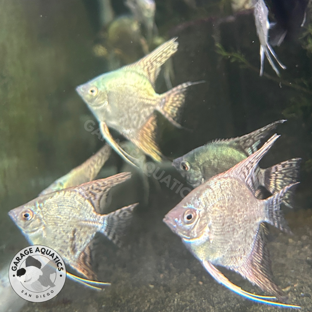 Assorted Fancy Angelfish Live Fancy Fish – Pinoy Blue Leopard Smokey Angelfish, Rare Line-Bred ...