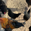 Black Copper Marans Chicken Hatching Eggs 6 Count