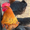 Black Copper Marans Chicken Hatching Eggs 6 Count
