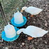 Peking Duck Hatching Eggs 6 Count