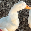 Peking Duck Hatching Eggs 6 Count