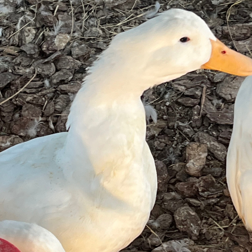 Peking Duck Hatching Eggs 6 Count