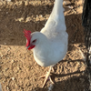 White Leghorn Chicken Hatching Eggs - 6 Count