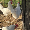 White Leghorn Chicken Hatching Eggs - 6 Count