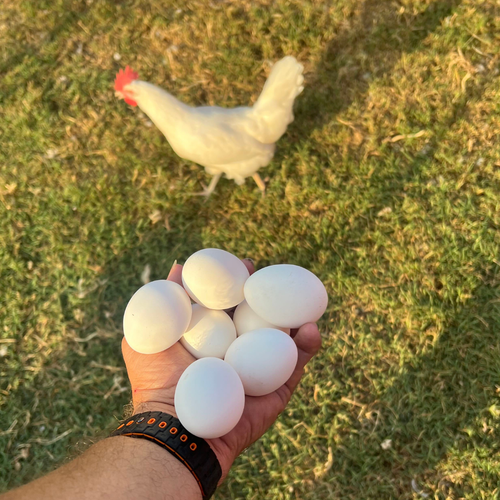 White Leghorn Chicken Hatching Eggs - 6 Count