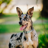 Dogline Pebble Emboss Biothane Dog Collar with Herm Sprenger Stainless Steel ClicLock Buckle
