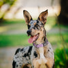 Pebble Emboss Biothane Dog Collar with Quick Release Buckle