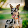 Dogline Pebble Emboss BioThane Dog Collar with Heavy Duty Cobra Buckle