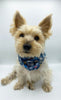 'Blair' Reversible Pet Snood