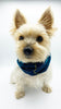 'Blair' Reversible Pet Snood