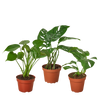 Monstera Bundle