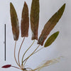 Barclaya Longifolia Bulb
