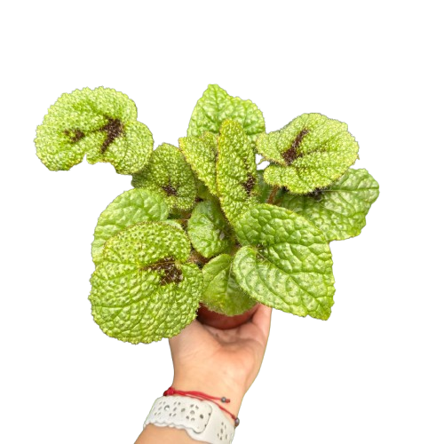 Begonia 'Iron Cross'