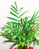 Bella Palm