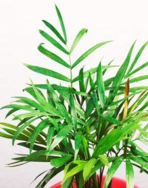 Bella Palm