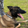 K9R - BCH Big Dog Collar Heavy Duty