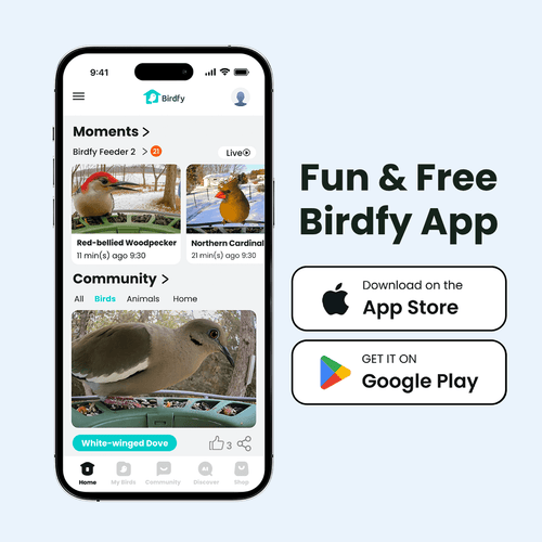 Birdfy Feeder 2 - Smart Bird Feeder