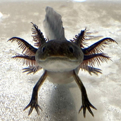 Black Melanoid Axolotl