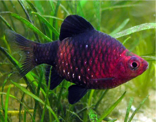 Black Ruby Barb (Pethia nigrofasciata) PAIR