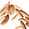 Black Soldier Fly Larva