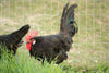 Black American Bresse Chicks - Buy 10 + 5 Bonus Free (Unsexed, Shipping Included)
