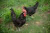 Black American Bresse Chicks - Buy 10 + 5 Bonus Free (Unsexed, Shipping Included)