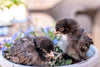 Black American Bresse Chicks - Buy 10 + 5 Bonus Free (Unsexed, Shipping Included)