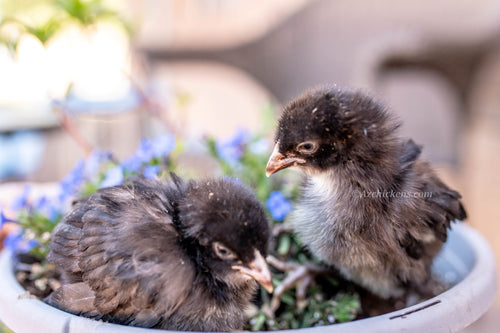 Black American Bresse Chicks - Buy 10 + 5 Bonus Free (Unsexed, Shipping Included)