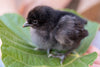 Black American Bresse Chicks - Buy 10 + 5 Bonus Free (Unsexed, Shipping Included)
