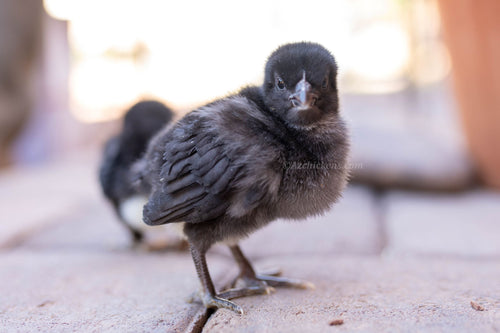 Black American Bresse Chicks - Buy 10 + 5 Bonus Free (Unsexed, Shipping Included)