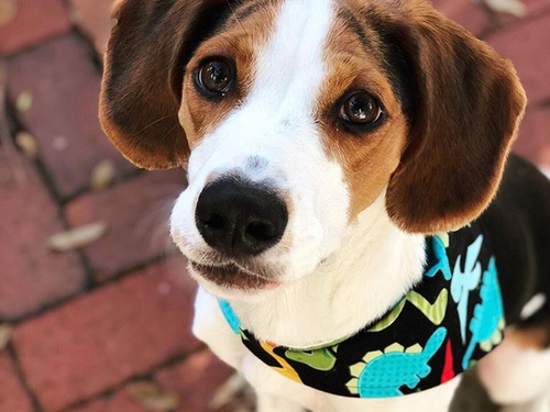 Classic Bandana Dog Bandana