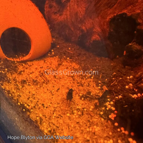 Black Onyx Dwarf Shrimp 10+ Pack