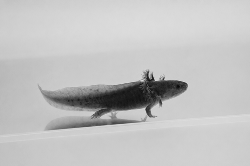 GFP Black Melanoid Axolotl